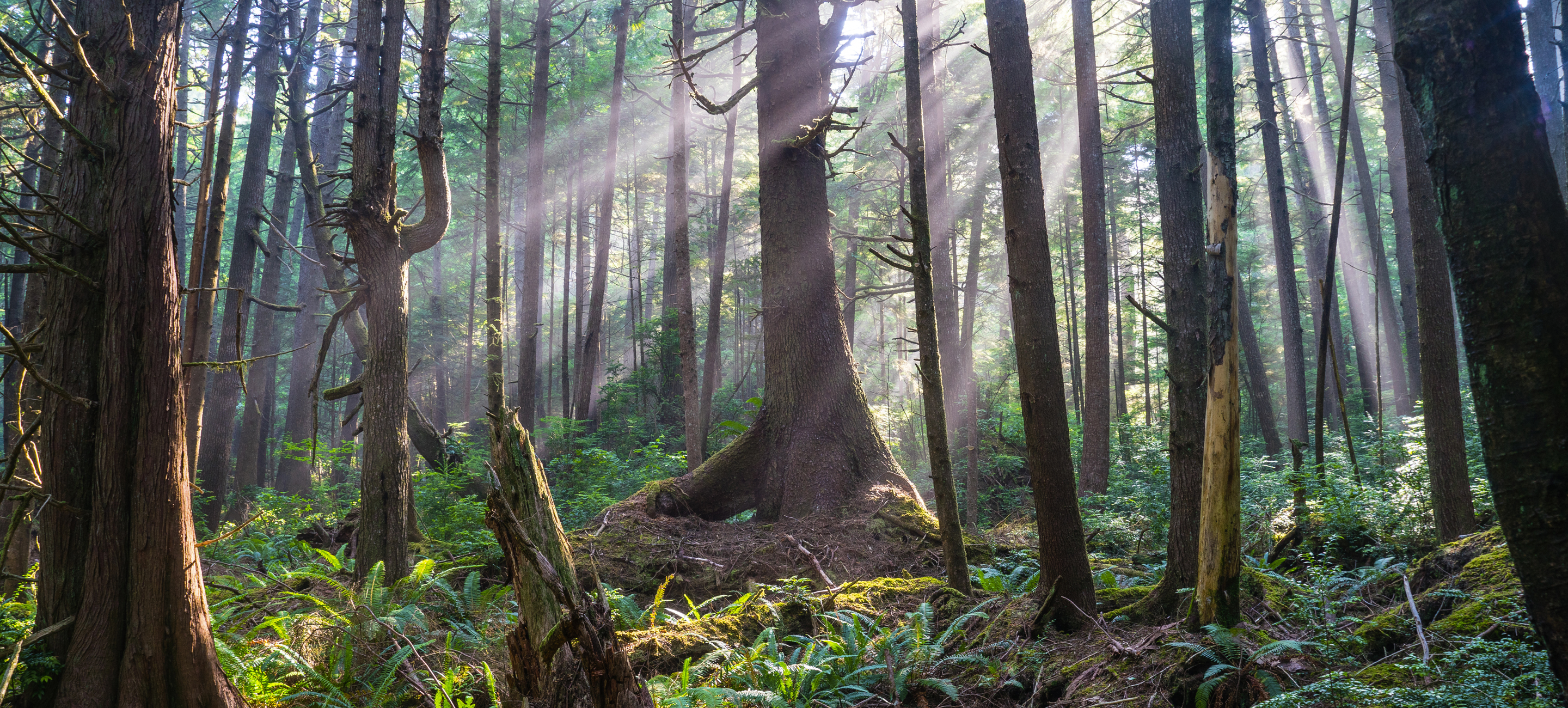 Old growth forest at Olympic National Park with sun rays shining through the trees.
