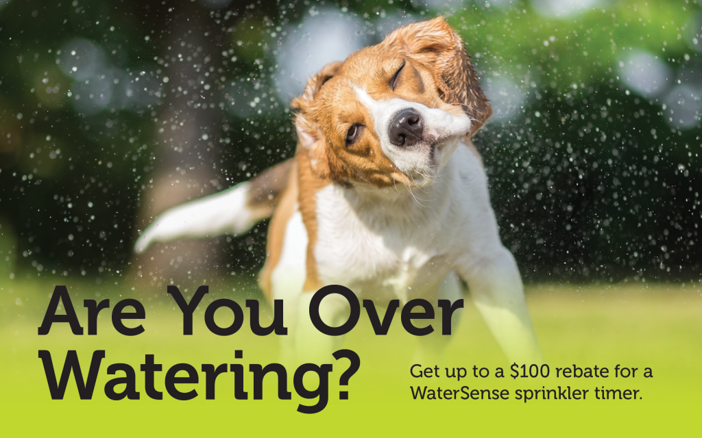 Dog shaking water off from a sprinkler, text says Are you over watering?